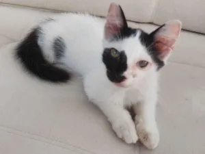 Gato raça SRD-ViraLata idade 2 a 6 meses nome tom