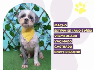 Cachorro raça SRD-ViraLata idade 1 ano nome Bento