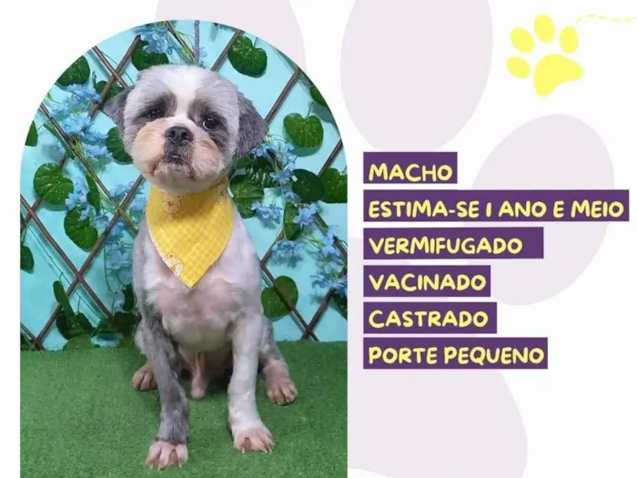 Cachorro ra a SRD-ViraLata idade 1 ano nome Bento