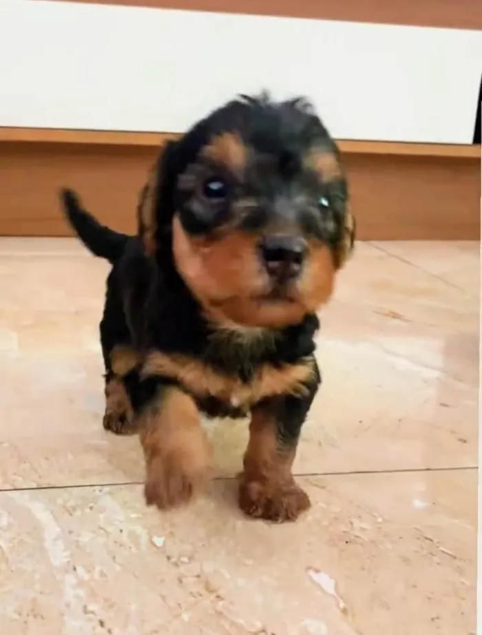 Cachorro ra a SRD-ViraLata idade 2 a 6 meses nome Zeca