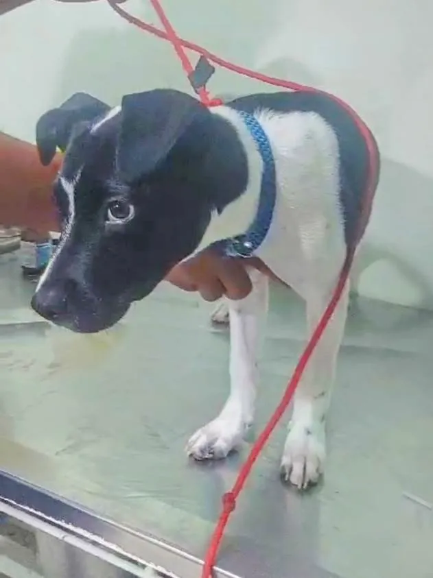 Cachorro ra a Pit-Bull idade 2 a 6 meses nome Caio