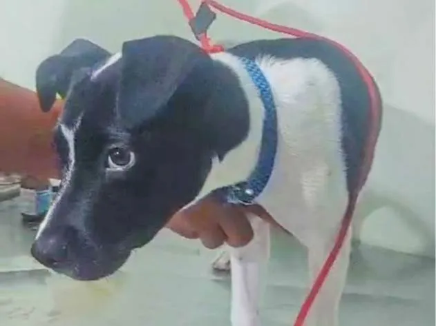 Cachorro ra a Pit-Bull idade 2 a 6 meses nome Caio