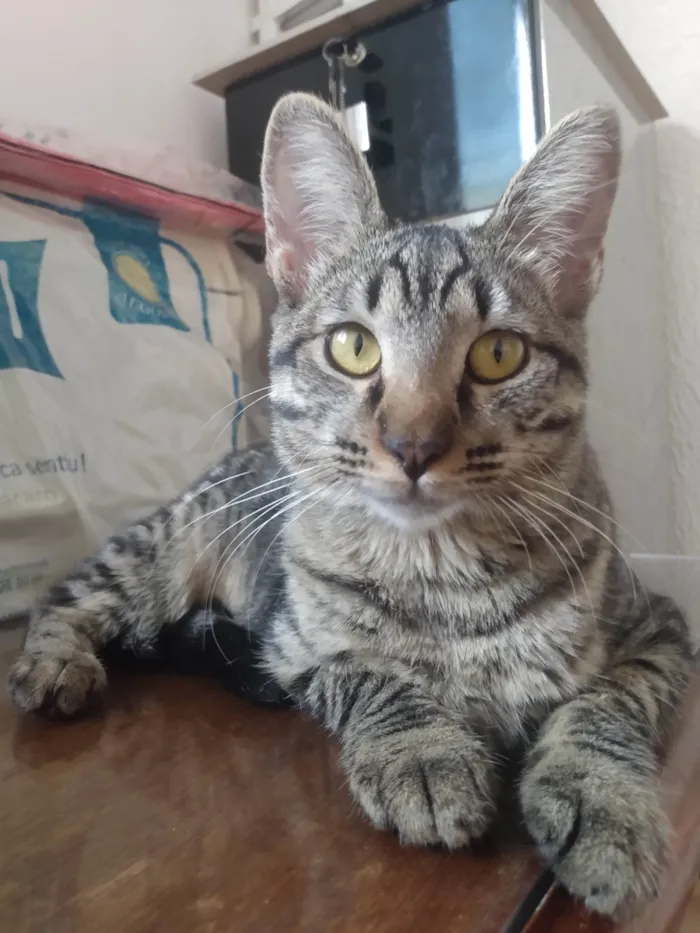 Gato ra a SRD-ViraLata idade 7 a 11 meses nome Cinza