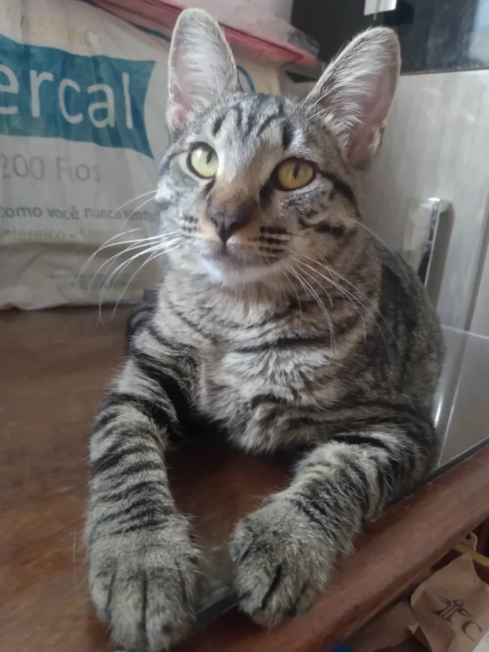 Gato ra a SRD-ViraLata idade 7 a 11 meses nome Cinza