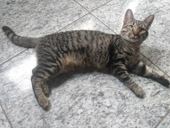 Gato ra a SRD-ViraLata idade 7 a 11 meses nome Cinza