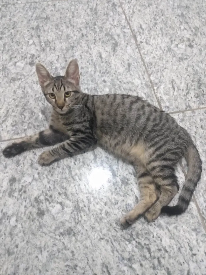 Gato ra a SRD-ViraLata idade 7 a 11 meses nome Cinza