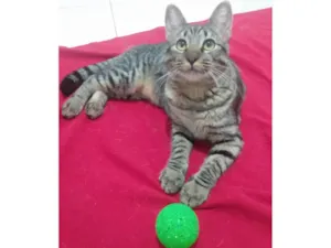 Gato raça SRD-ViraLata idade 7 a 11 meses nome Cinza