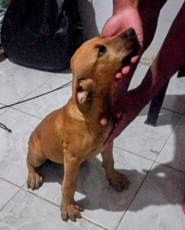 Cachorro ra a SRD-ViraLata idade 2 a 6 meses nome Cocada