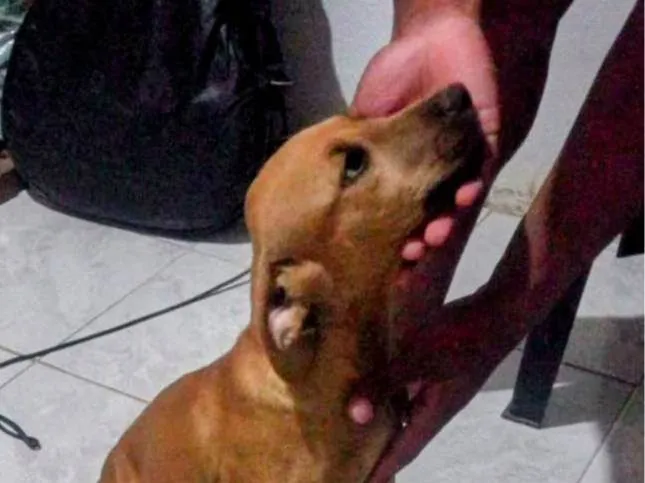 Cachorro ra a SRD-ViraLata idade 2 a 6 meses nome Cocada