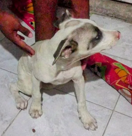 Cachorro ra a SRD-ViraLata idade 2 a 6 meses nome Cuscuz 