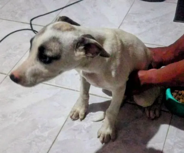 Cachorro ra a SRD-ViraLata idade 2 a 6 meses nome Cuscuz 