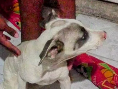 Cachorro ra a SRD-ViraLata idade 2 a 6 meses nome Cuscuz 