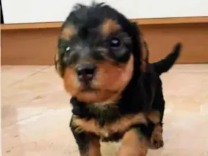 Cachorro raça SRD-ViraLata idade 2 a 6 meses nome Zeca