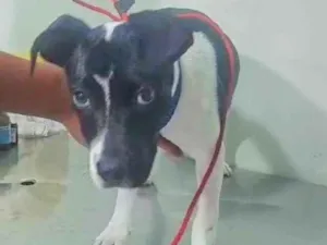 Cachorro raça Pit-Bull idade 2 a 6 meses nome Caio