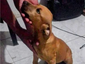 Cachorro raça SRD-ViraLata idade 2 a 6 meses nome Cocada