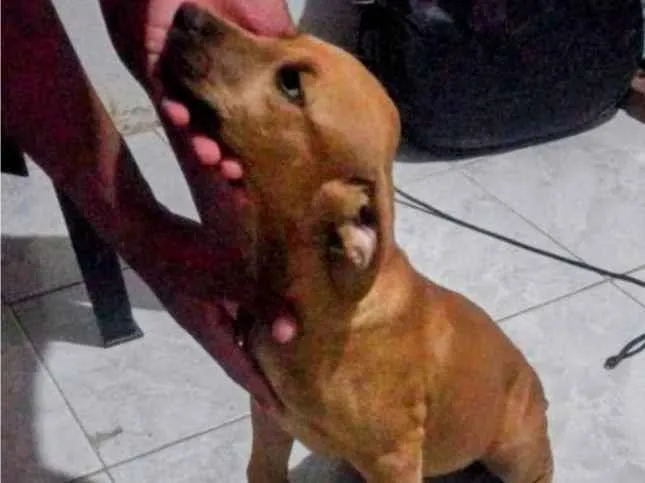 Cachorro ra a SRD-ViraLata idade 2 a 6 meses nome Cocada