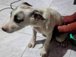 Cachorro raça SRD-ViraLata idade 2 a 6 meses nome Cuscuz 