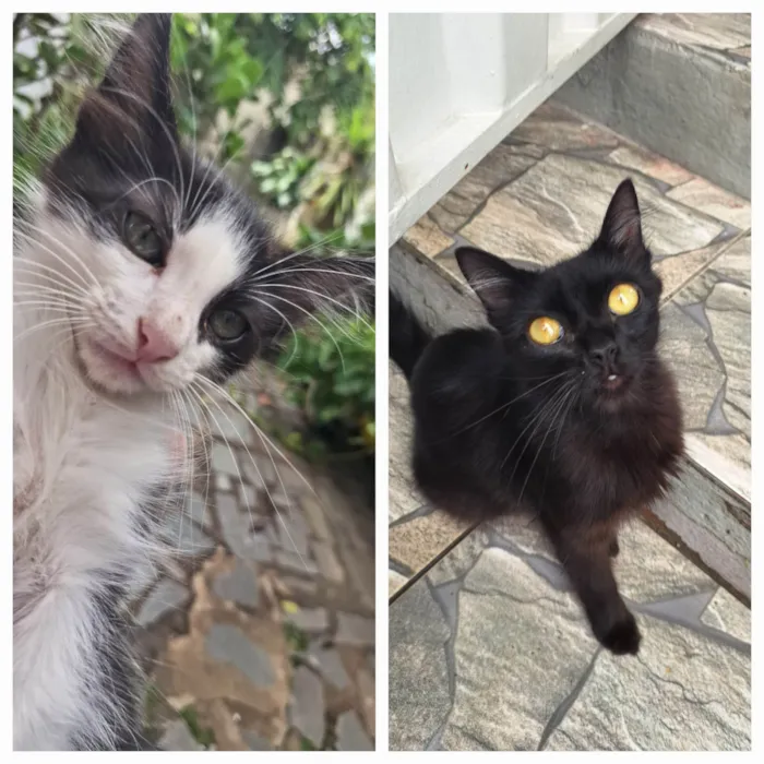 Gato ra a SRD-ViraLata idade 2 a 6 meses nome Filhotes lindos para adoção em BH