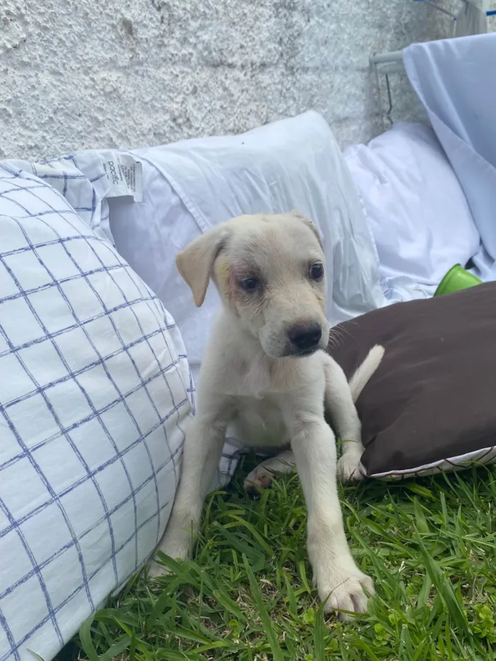 Cachorro ra a SRD-ViraLata idade 2 a 6 meses nome Timba