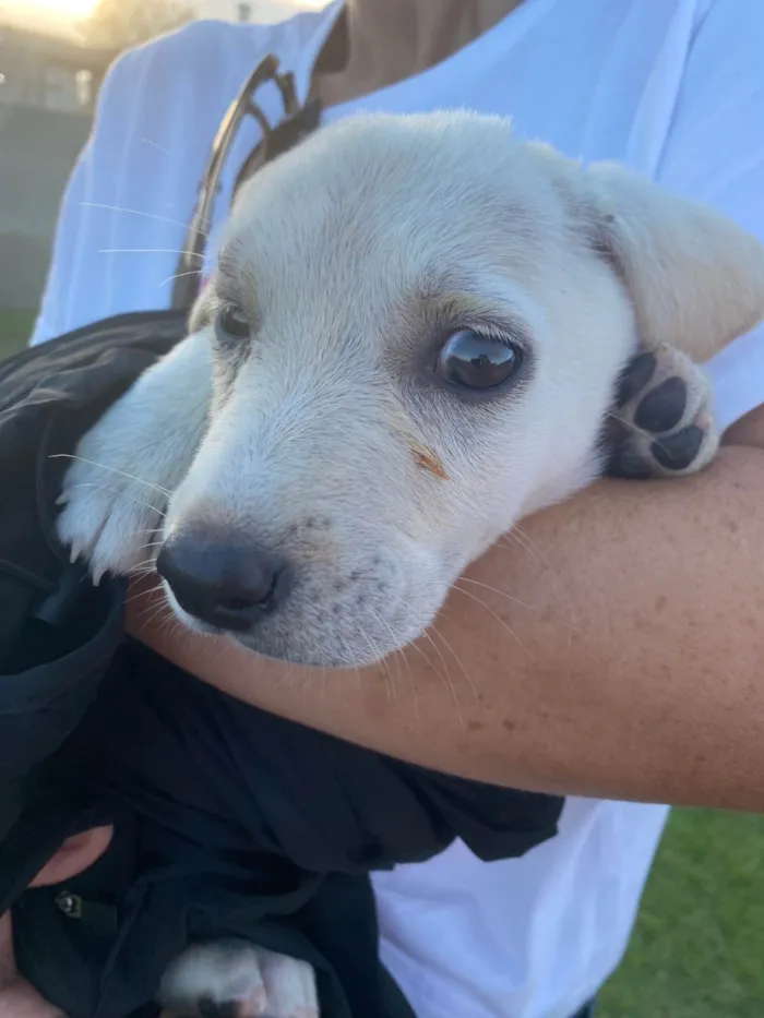 Cachorro ra a SRD-ViraLata idade 2 a 6 meses nome Timba