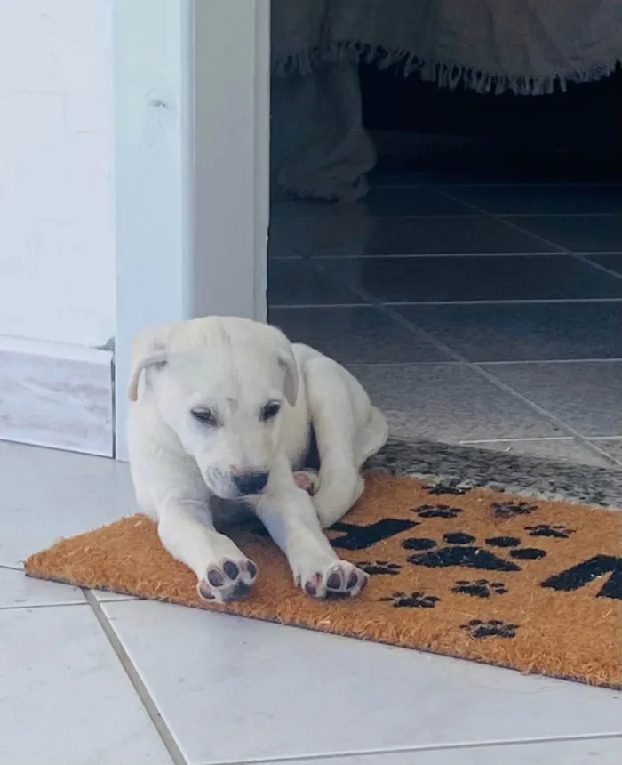 Cachorro ra a SRD-ViraLata idade 2 a 6 meses nome Timba