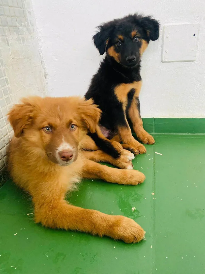 Cachorro ra a SRD-ViraLata idade 2 a 6 meses nome AYRA E MEIA-NOITE 