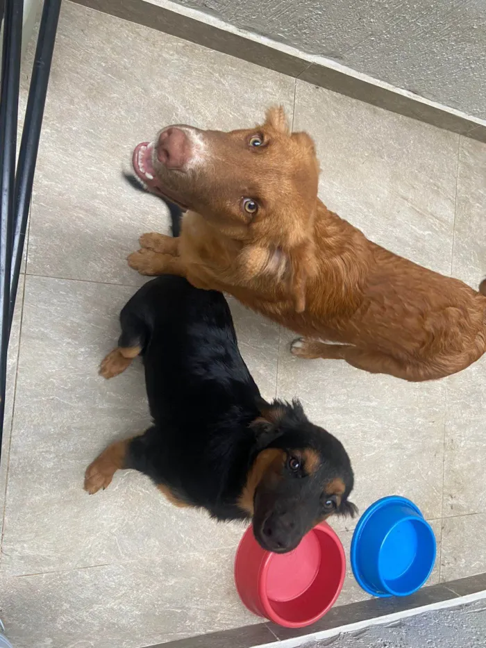 Cachorro ra a SRD-ViraLata idade 2 a 6 meses nome AYRA E MEIA-NOITE 