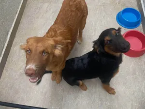 Cachorro raça SRD-ViraLata idade 2 a 6 meses nome AYRA E MEIA-NOITE 