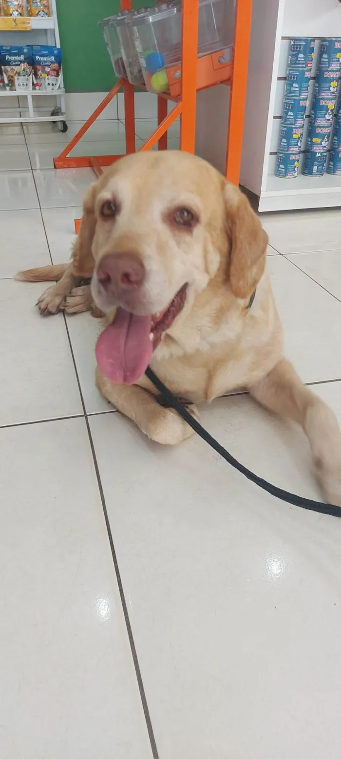 Cachorro ra a Labrador idade 5 anos nome Labrador desaparecido Tag Norte