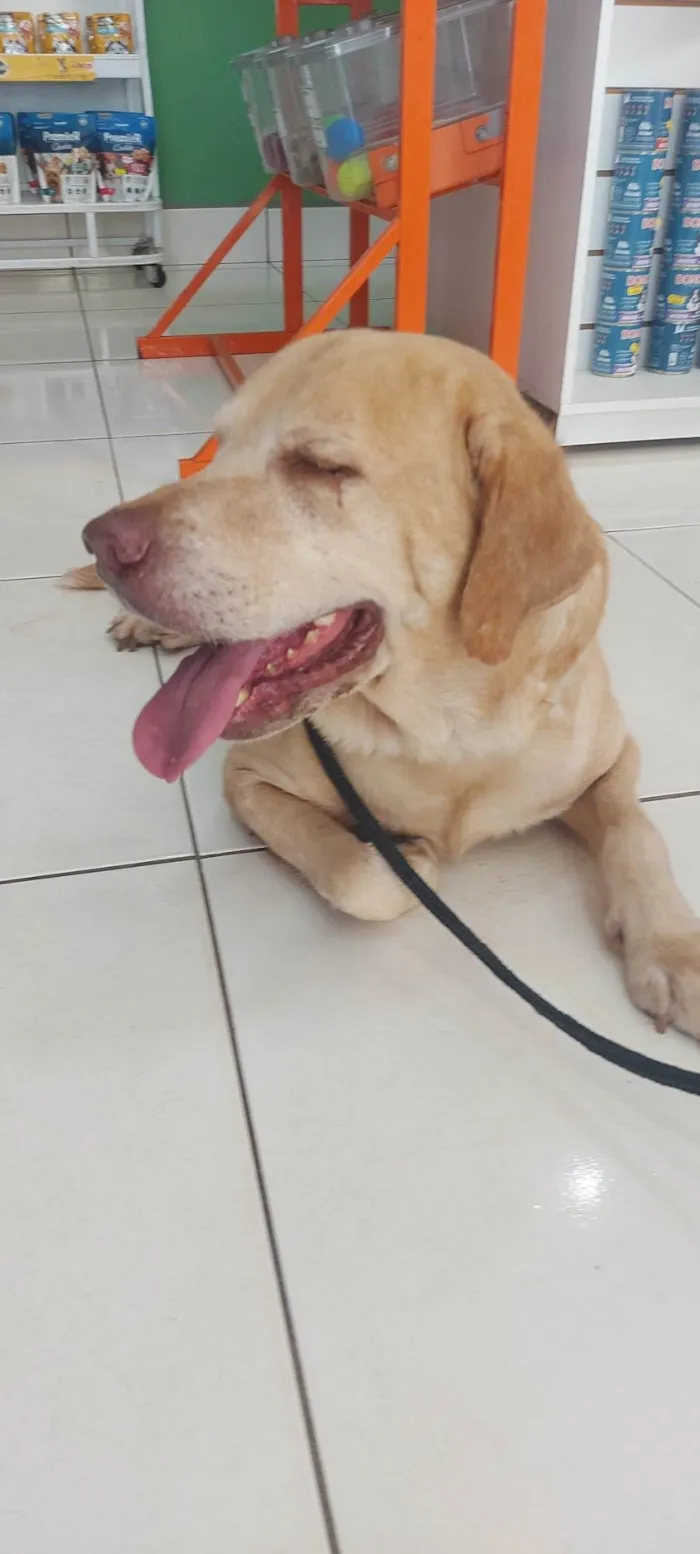 Cachorro ra a Labrador idade 5 anos nome Labrador desaparecido Tag Norte