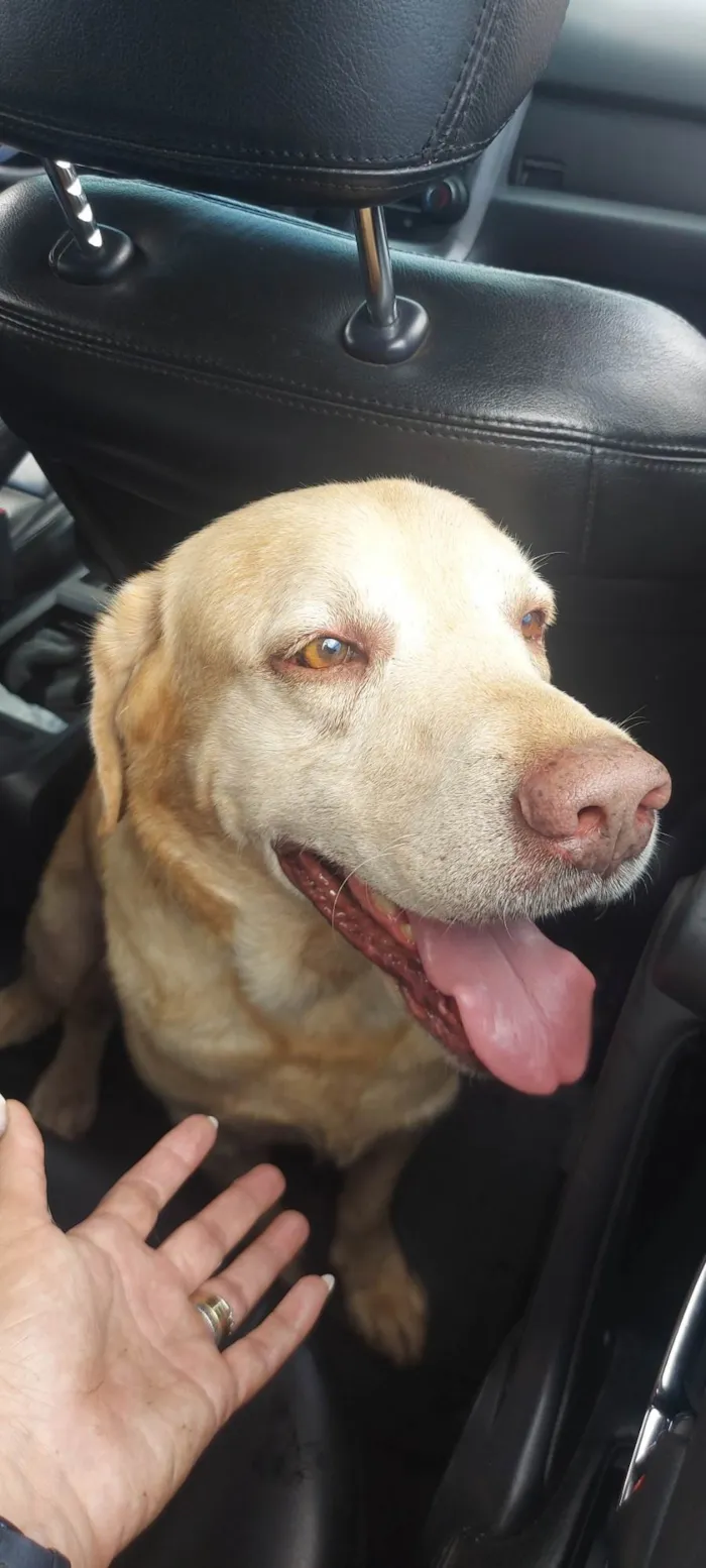 Cachorro ra a Labrador idade 5 anos nome Labrador desaparecido Tag Norte