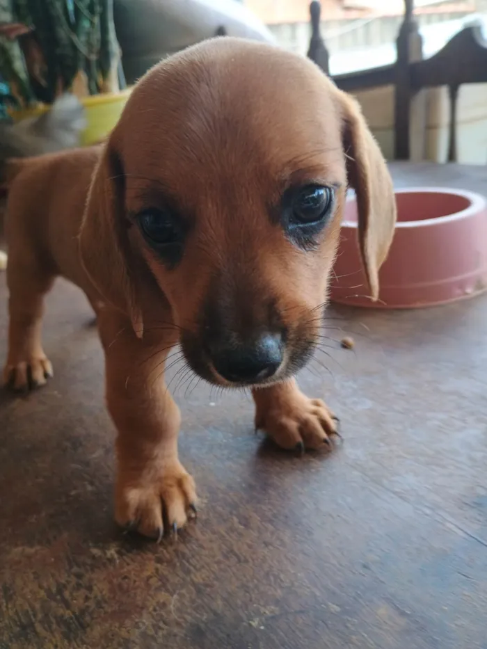 Cachorro ra a SRD-ViraLata idade Abaixo de 2 meses nome Sem nome