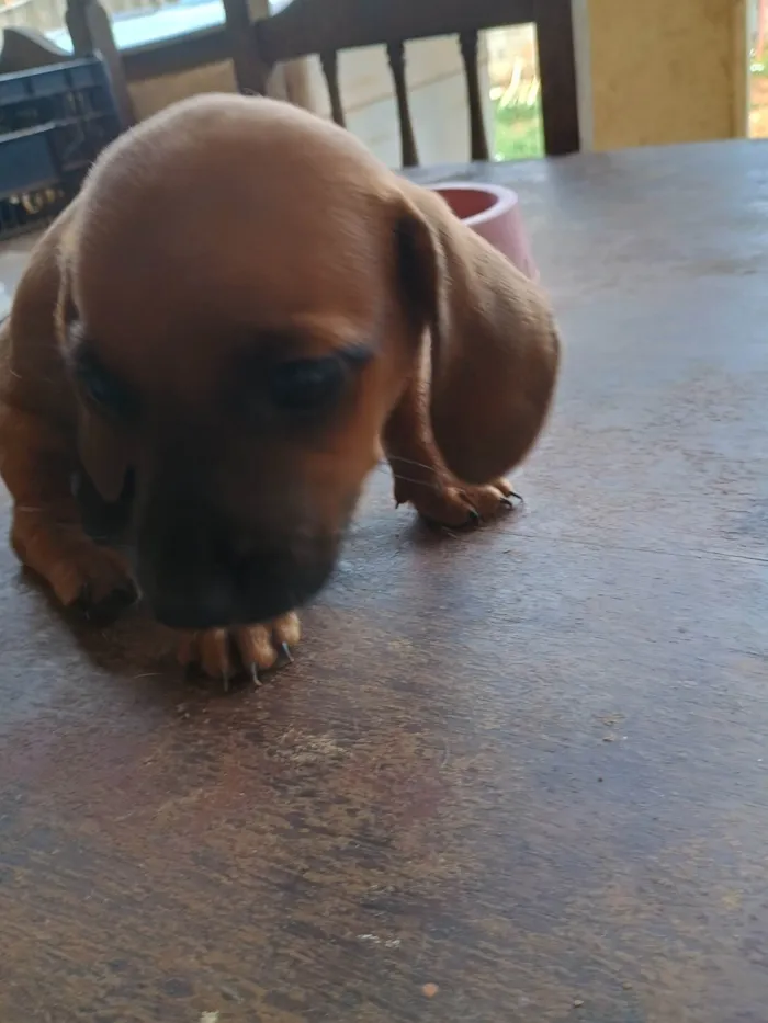 Cachorro ra a SRD-ViraLata idade Abaixo de 2 meses nome Sem nome