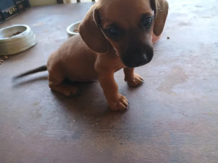 Cachorro ra a SRD-ViraLata idade Abaixo de 2 meses nome Sem nome