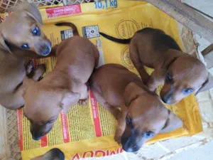 Cachorro raça SRD-ViraLata idade Abaixo de 2 meses nome Sem nome