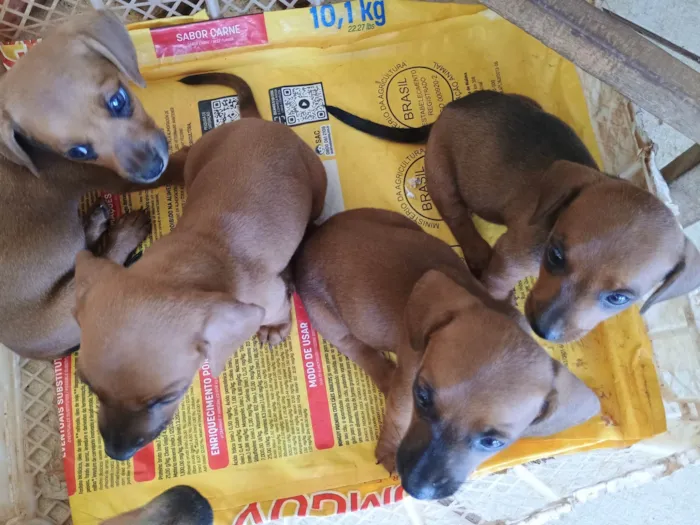 Cachorro ra a SRD-ViraLata idade Abaixo de 2 meses nome Sem nome