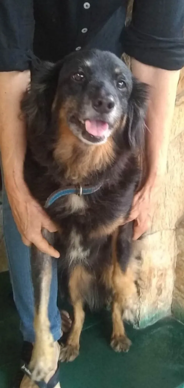 Cachorro ra a SRD-ViraLata idade 5 anos nome Rex