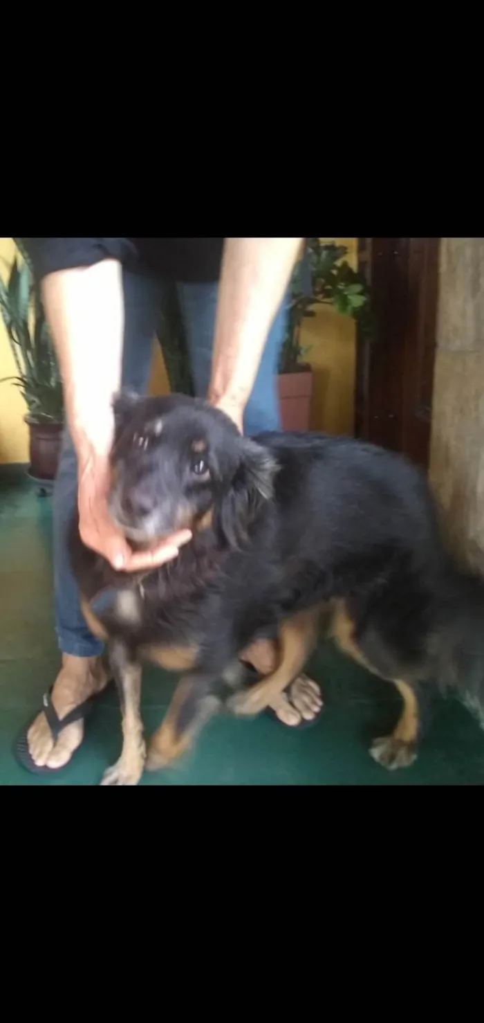 Cachorro ra a SRD-ViraLata idade 5 anos nome Rex