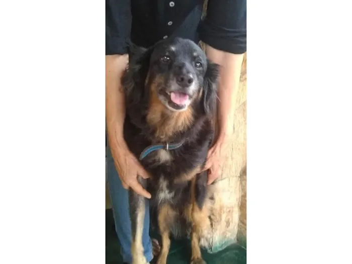 Cachorro ra a SRD-ViraLata idade 5 anos nome Rex