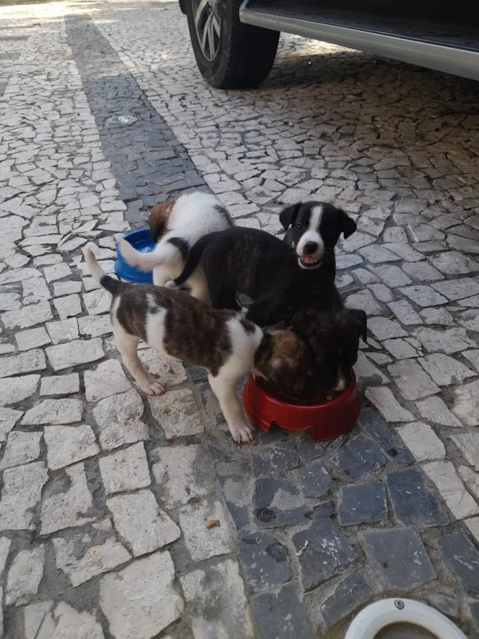 Cachorro ra a SRD-ViraLata idade Abaixo de 2 meses nome Vivian