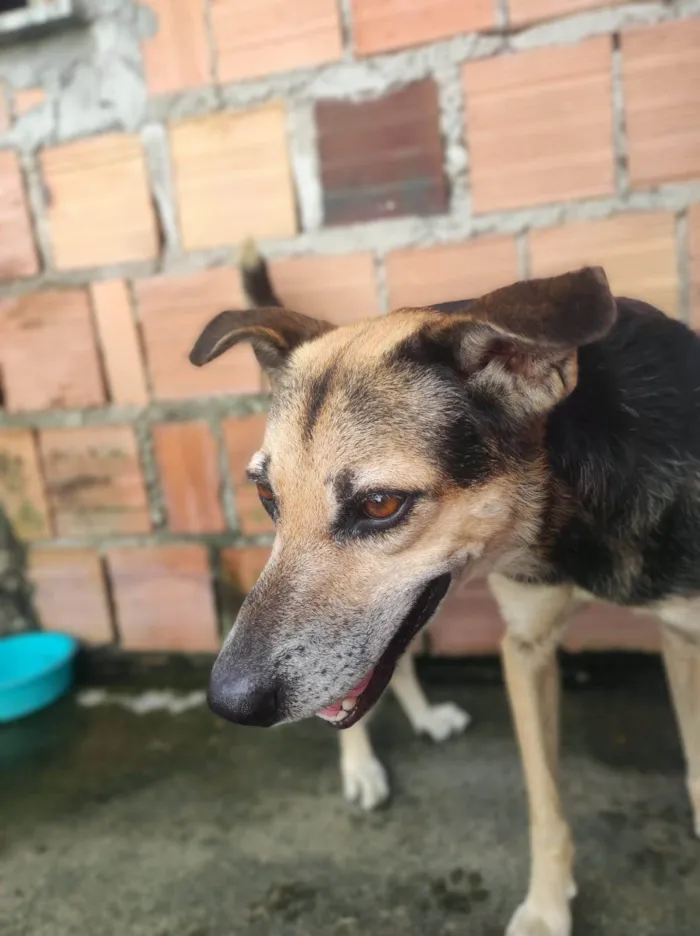 Cachorro ra a SRD-ViraLata idade 1 ano nome GOHAN