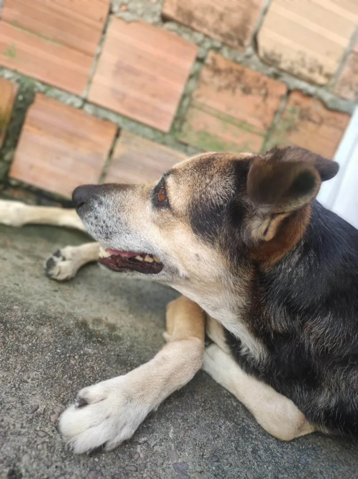 Cachorro ra a SRD-ViraLata idade 1 ano nome GOHAN