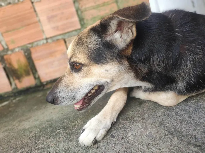 Cachorro ra a SRD-ViraLata idade 1 ano nome GOHAN