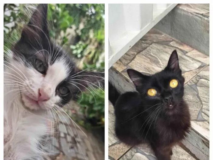 Gato ra a SRD-ViraLata idade 2 a 6 meses nome Filhotes lindos para adoção em BH