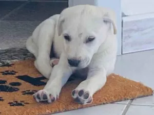 Cachorro raça SRD-ViraLata idade 2 a 6 meses nome Timba