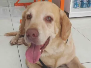 Cachorro raça Labrador idade 5 anos nome Labrador desaparecido Tag Norte