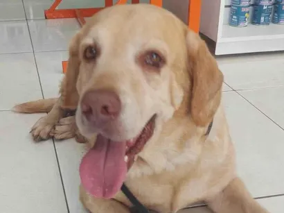 Cachorro raça Labrador idade 5 anos nome Labrador desaparecido Tag Norte