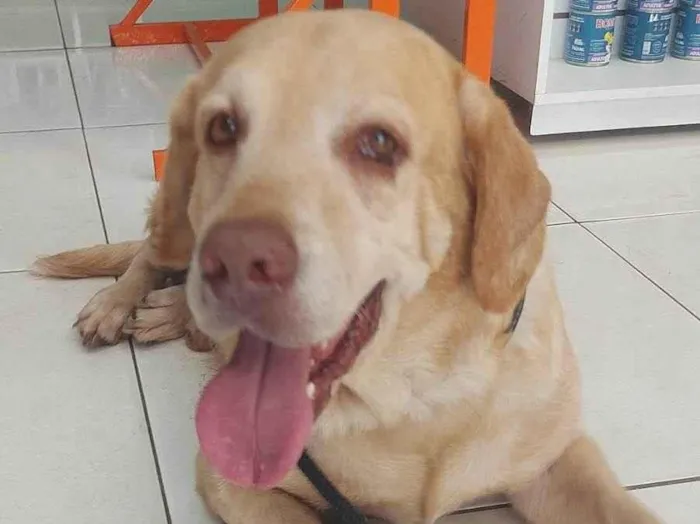 Cachorro ra a Labrador idade 5 anos nome Labrador desaparecido Tag Norte