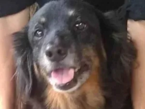 Cachorro raça SRD-ViraLata idade 5 anos nome Rex