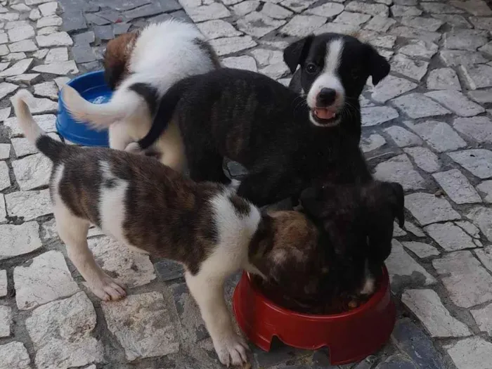 Cachorro ra a SRD-ViraLata idade Abaixo de 2 meses nome Vivian